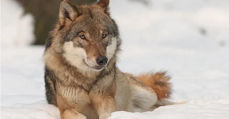 Vorschaubild: Tirol: Jäger beklagen „Willkommenskultur“ für den Wolf