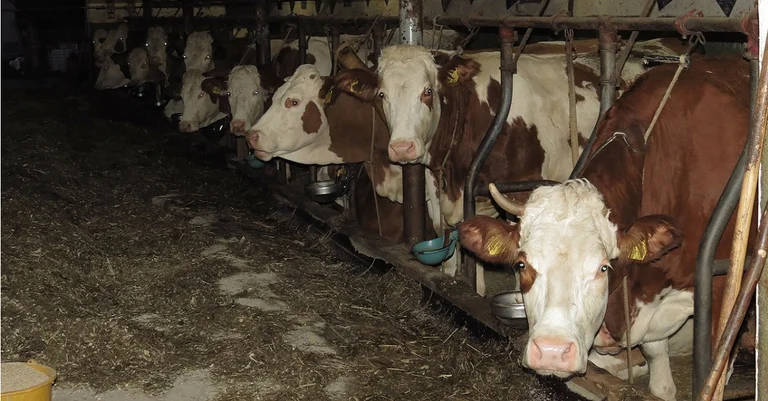 Vorschaubild: Verendete Tiere in Kärnten: FPÖ-Darmann ortet „Vertuschungsaktion“