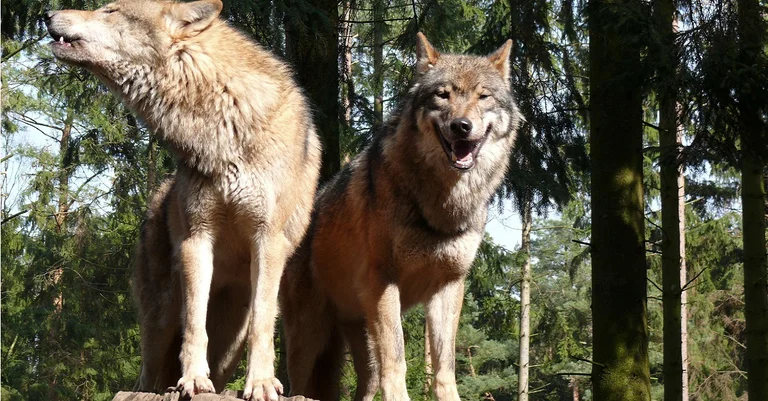Vorschaubild: Wolf-Rückkehr: Naturschutzbund will staatliche Förderungen für Herdenschutz