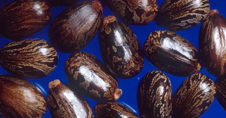 Vorschaubild: WISSEN: Rizin – Kampfstoff aus dem Garten