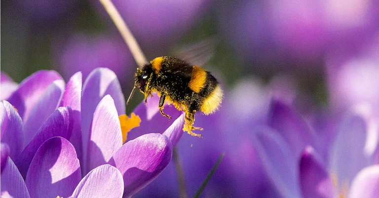 Vorschaubild: Insektizide: Auch Ersatzmittel offenbar schädlich für Hummeln und Bienen