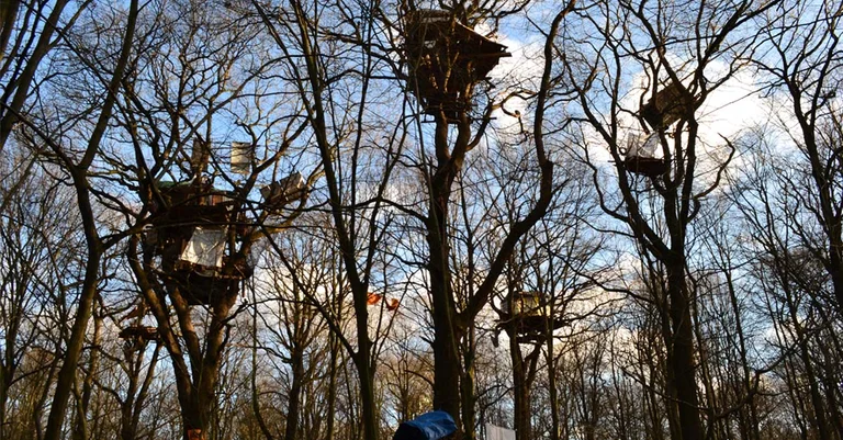 Vorschaubild: Rodungsstopp im Hambacher Forst