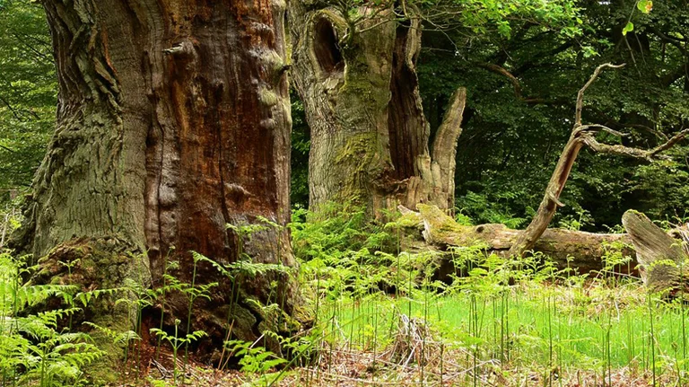 Vorschaubild: Protest bleibt aus: Wald wird für Windräder abgeholzt