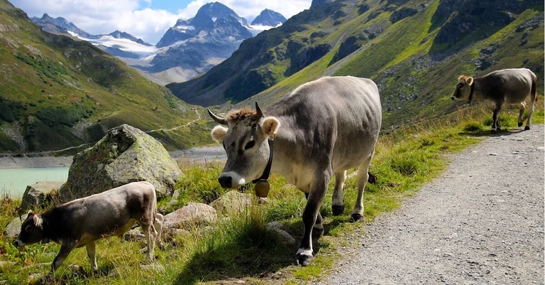 Vorschaubild: Nach Kuhattacken-Urteil: Versicherungsschutz für Almbauern geplant