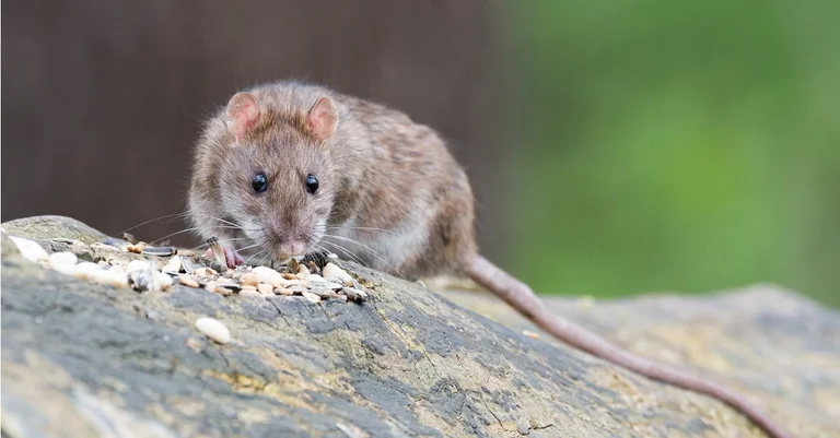 Vorschaubild: Gute Ratten, schlechte Ratten: Österreich als groteske Seifenoper