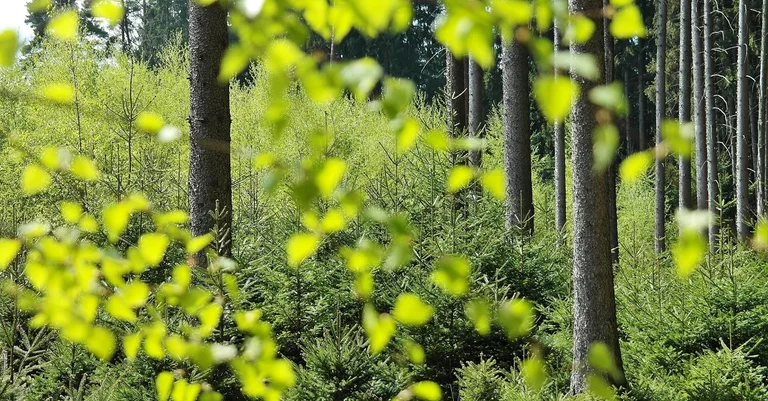 Vorschaubild: Berlin: Junge Alternative will Umweltschutz ins AfD-Programm aufnehmen