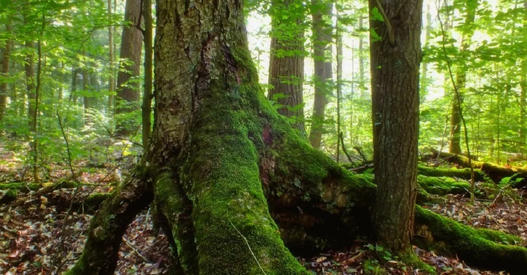 Vorschaubild: Recherche Dresden: 7 Thesen für eine konservativ-ökologische Wende