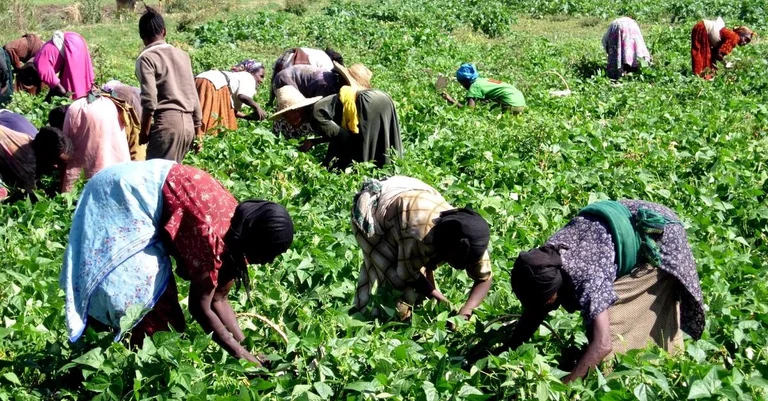 Vorschaubild: Italien: Regierung will 600.000 illegale Migranten legalisieren