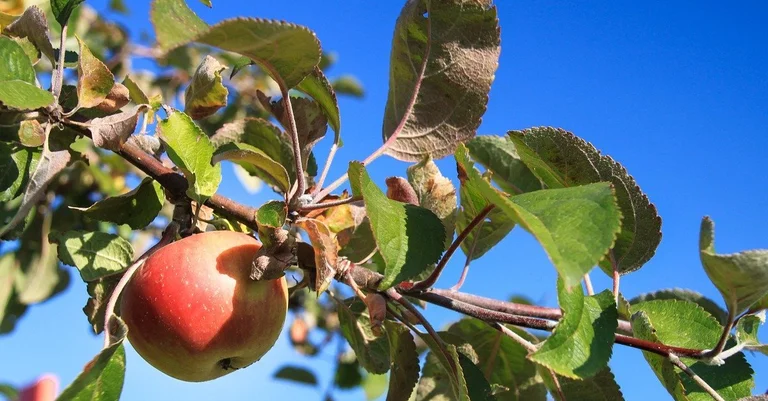 Vorschaubild: Österreichische Regierung plant „Regional-Bonus“ für heimische Lebensmittel