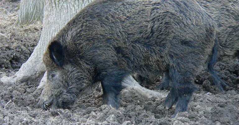 Vorschaubild: Oberfranken: Wildschwein in Tierpark heißt nicht länger „Putin“
