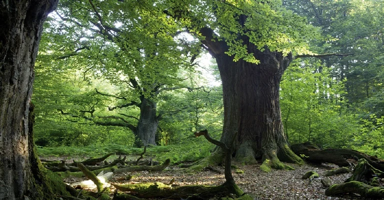 Vorschaubild: Vorerst kein Windpark: Geschützte Haselmaus rettet den Reinhardswald