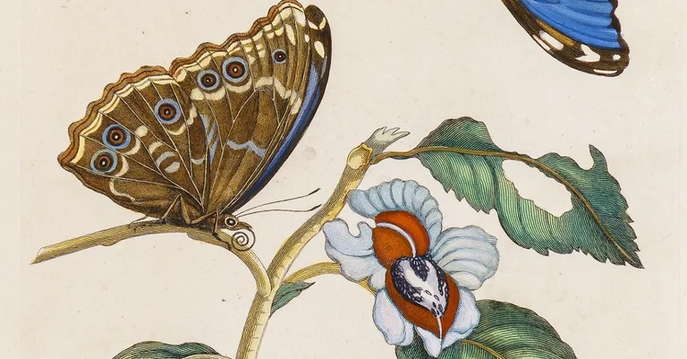 Vorschaubild: Große Merian-Ausstellung: Die Welt der Blumen und Schmetterlinge