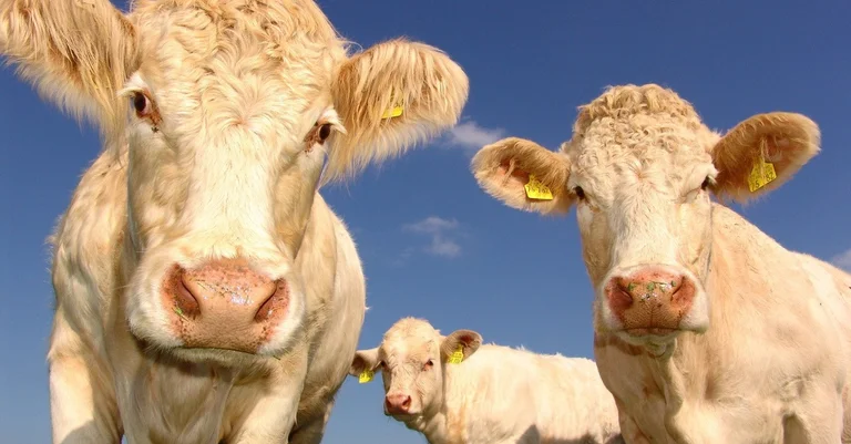 Vorschaubild: Steuern auf Kuhfürze?: Neuseeland will Abgaben auf tierische Emissionen einführen