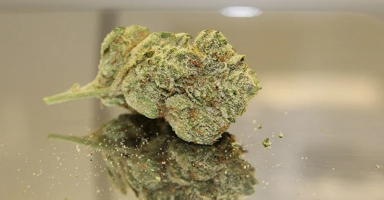 Vorschaubild: Kinder- und Jugendärzte gegen Cannabis-Legalisierung in Deutschland