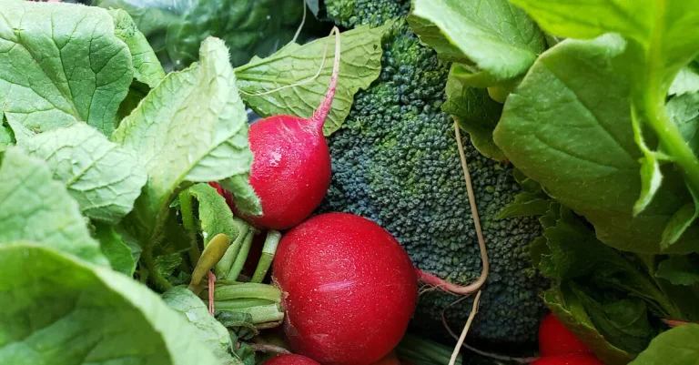 Vorschaubild: Nordhäuser Tafel steht vor dem Zusammenbruch