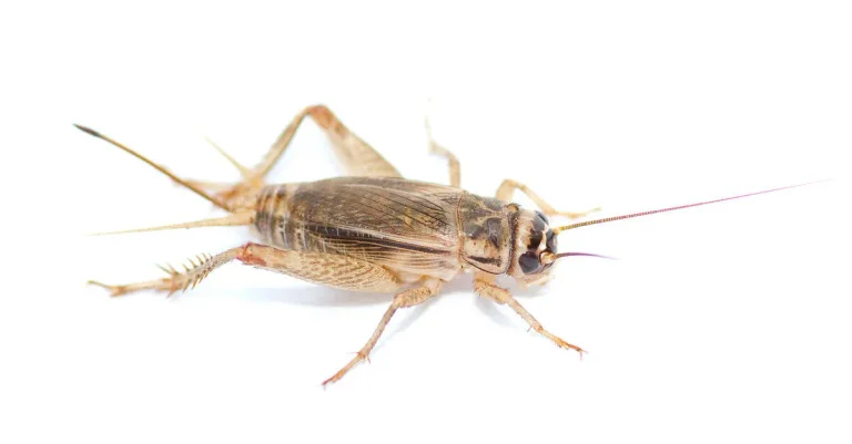 Vorschaubild: So können Kunden Insektenprodukte erkennen