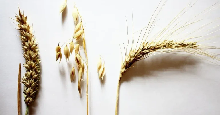 Vorschaubild: Erzeugerpreise so hoch wie seit 1961 nicht mehr