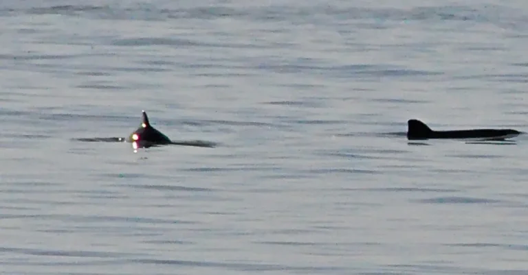 Vorschaubild: Nord-Stream-Sprengungen waren eine ökologische Katastrophe