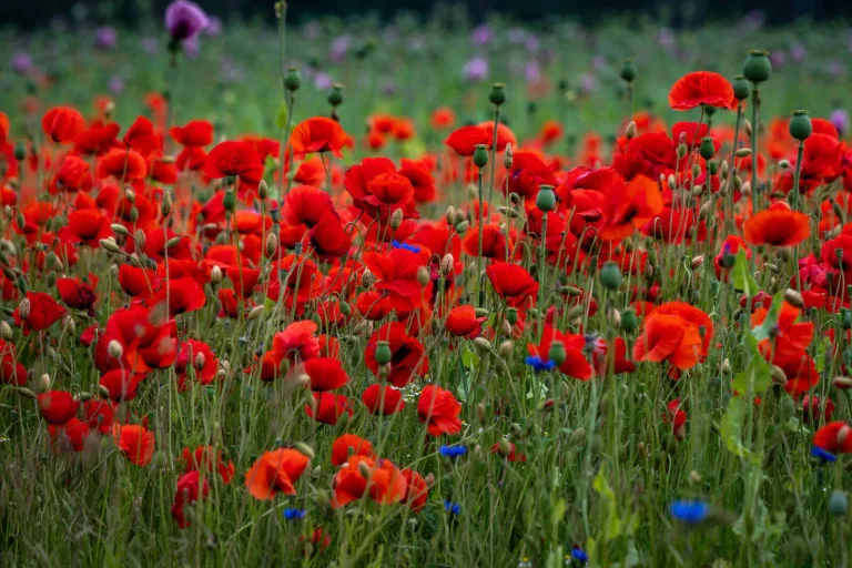 Vorschaubild: Nach Verbot durch Taliban: Opiumanbau in Afghanistan um 95 Prozent zurückgegangen