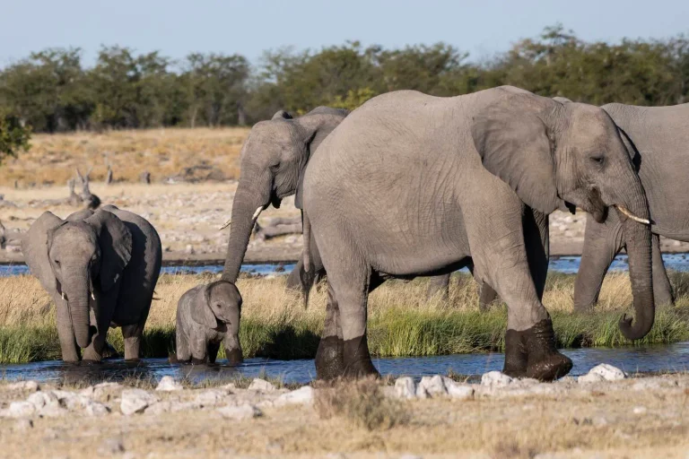 Vorschaubild: Botswana droht Bundesregierung: Präsident will 20.000 Elefanten nach Deutschland übersiedeln