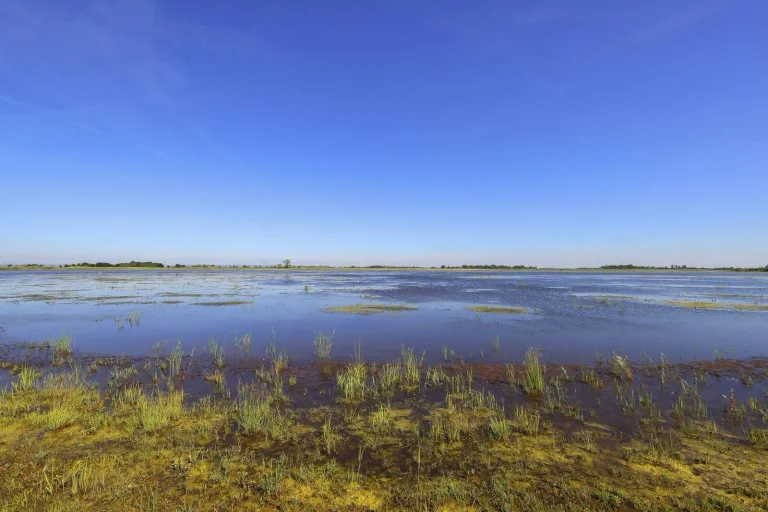 Vorschaubild: ORF-Moderator: „Neusiedler See sinkt schneller als je zuvor“ – Nutzer widersprechen