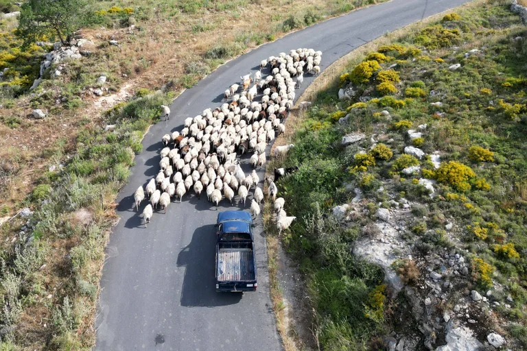 Vorschaubild: Förderskandal: Erfundene Schafe brachten Griechen Millionen an EU-Geldern ein 