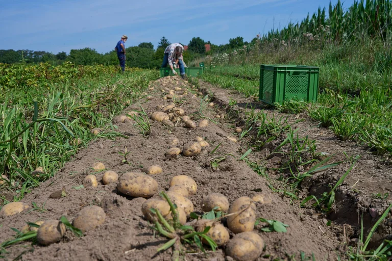Vorschaubild: Studie belegt: Deutschlands Ernährungssouveränität sinkt