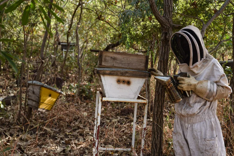 Vorschaubild: Wien schickt 31.000 Euro an Steuergeldern für Bienen nach Burkina Faso