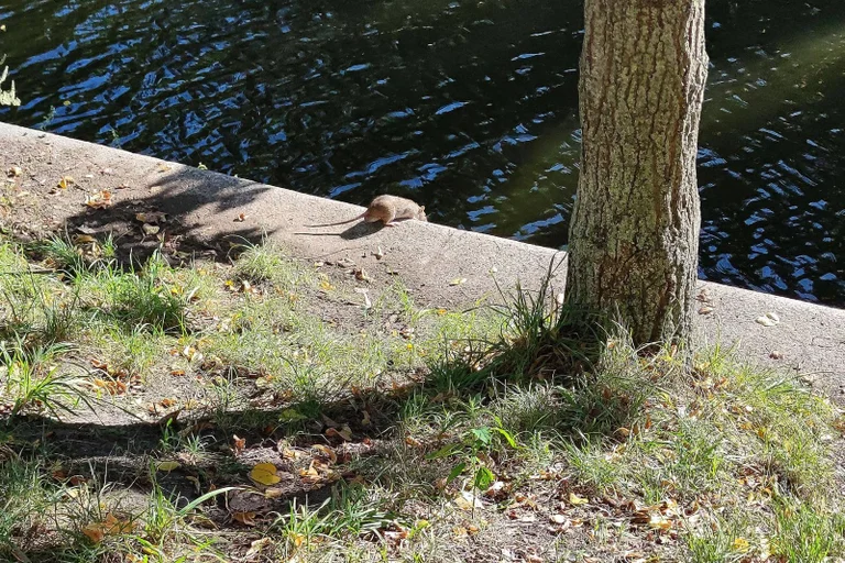 Vorschaubild: Intelligent, sauber, harmlos? Wie Berlin die Rattenplage schönredet