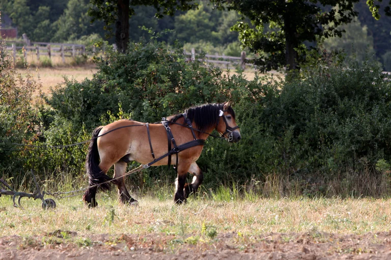 Vorschaubild: Teurer Diesel: BR entdeckt Bauer mit Pferden statt Traktoren als Alternative