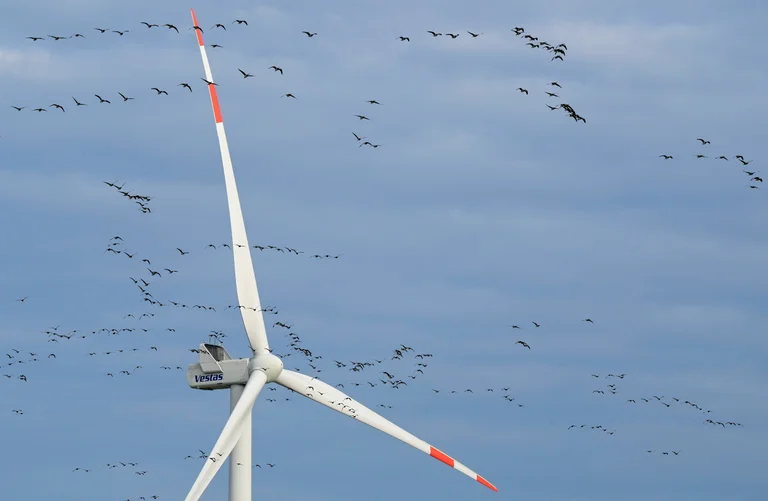 Vorschaubild: EU will Artenschutz lockern: Windräder könnten künftig mehr Tiere töten dürfen