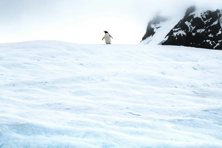 Vorschaubild: Der Odysseus der Eiswüste: Vom Maß, das verloren ging