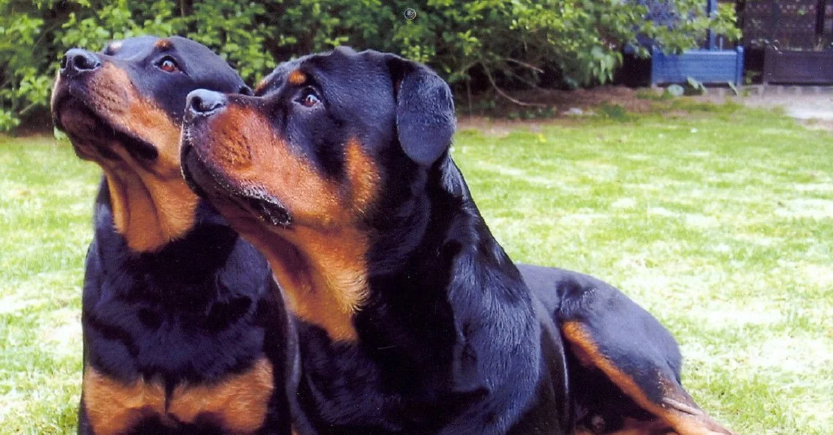 Symbolbild (zwei Rottweiler): Dr. Manfred Herrmann / Allgemeiner Deutscher Rottweiler-Klub (ADRK) e.V. via Wikimedia Commons [CC BY-SA 3.0] (Bild zugeschnitten)
