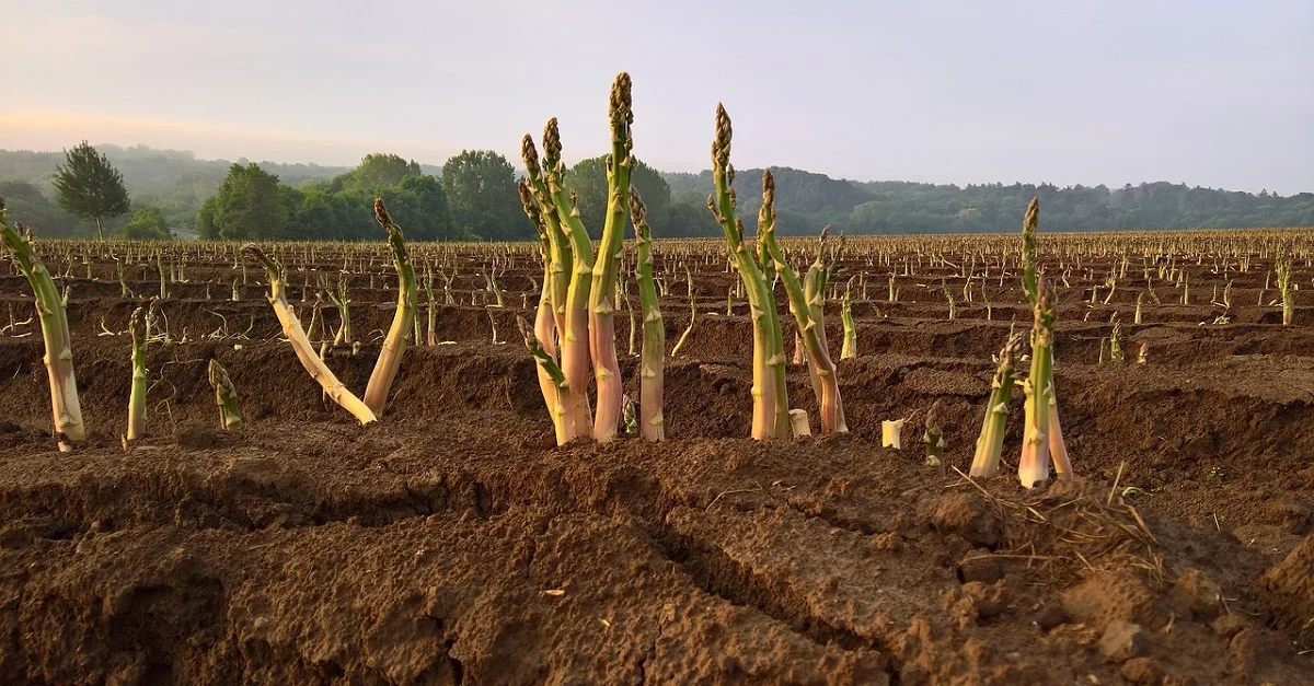 Symbolbild Spargel-Ernte (CC0)