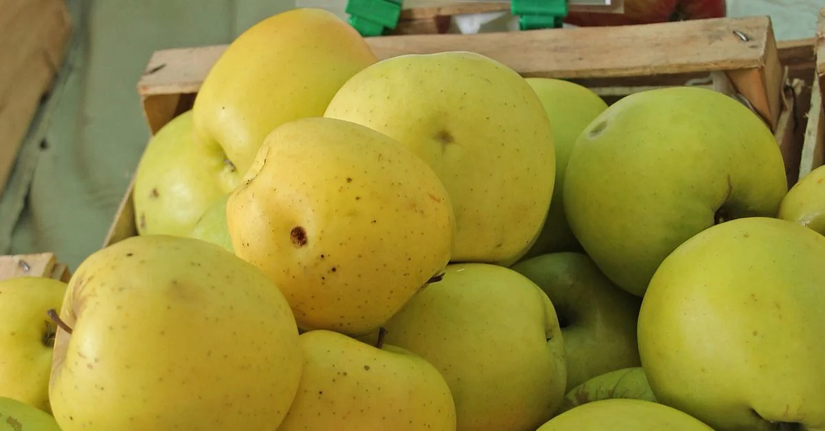 Bild: Die Sorte“Golden Delicious“ ist eine der heimischen österreichischen Apfelsorten / Bild: Frank C. Müller / CC BY-SA (Bild zugeschnitten)