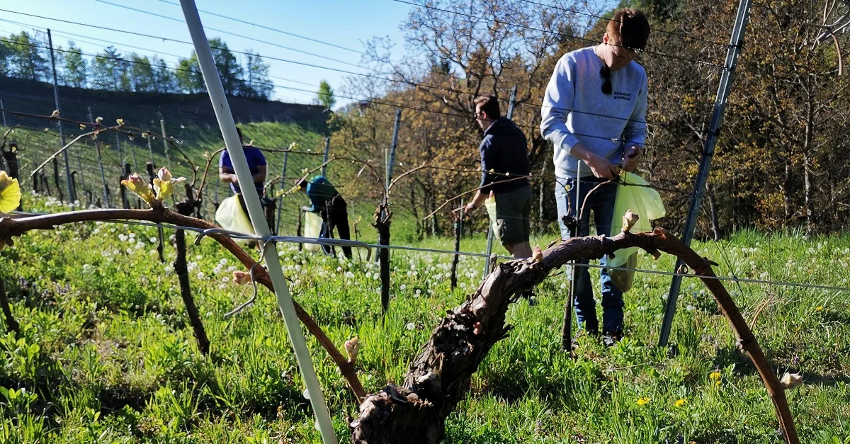 Burschenschafter bei einem Hilfseinsatz in der Südsteiermark. Bild: Tagesstimme