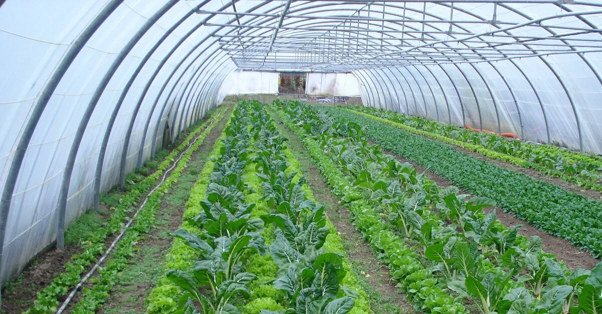 Symbolbild: Gewächshaus / Bild: flickr CC BY.ND 2.0 (Bild zugeschnitten)