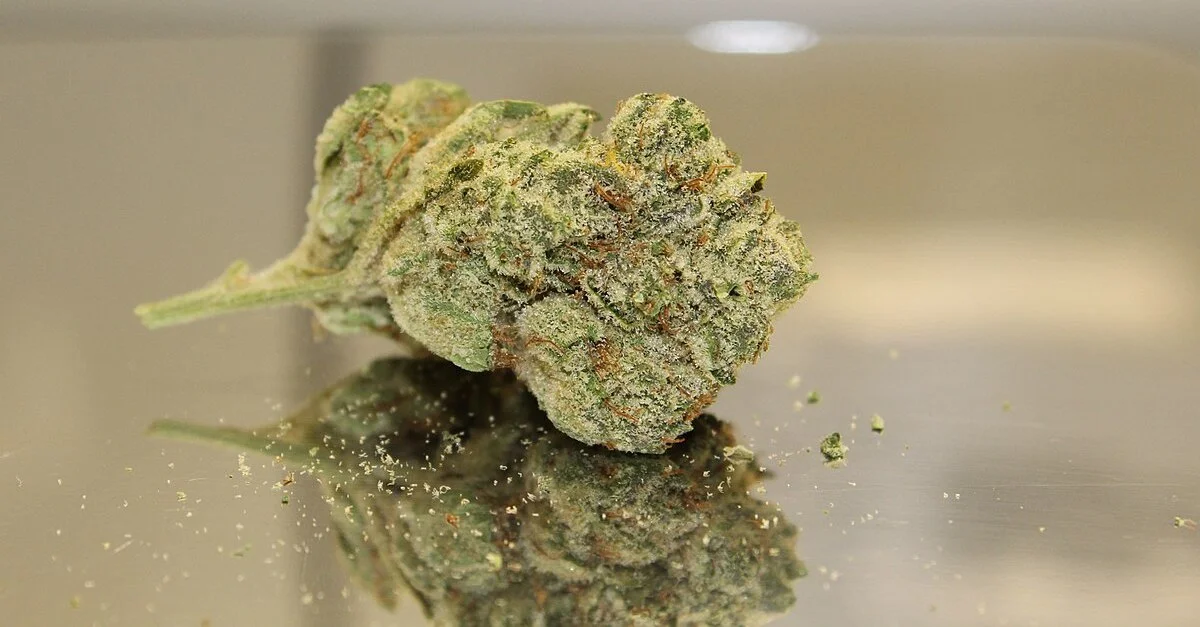 Bild: Eine Blüte medizinisches Cannabis / Bild: HerrBlaze, CC BY-SA 4.0, via Wikimedia Commons (Bild zugeschnitten)