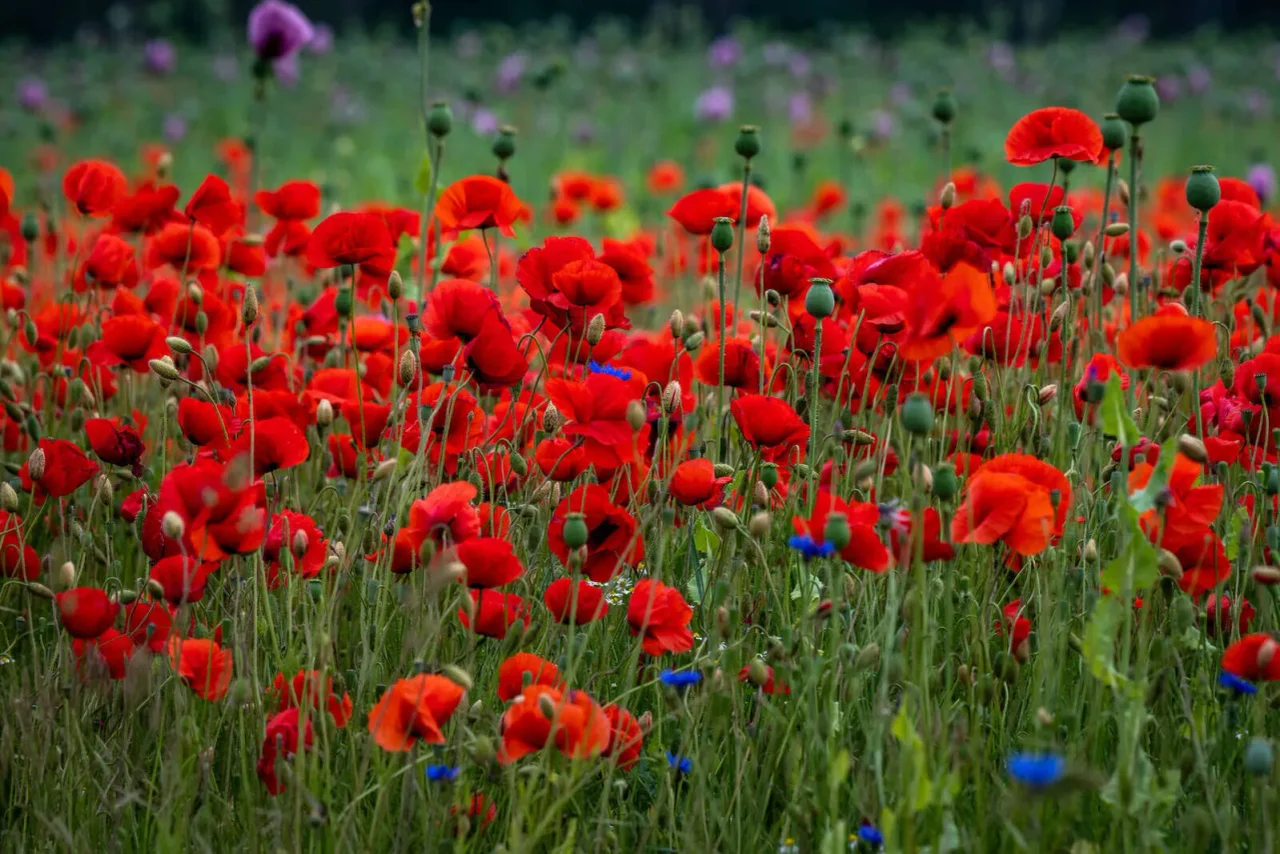 Der Opiumanbau in Afghanistan ist nach dem Verbot durch die Taliban drastisch zurückgegangen.