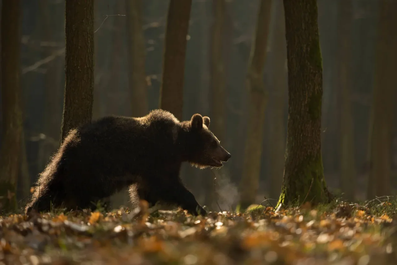 Laut einer aktuellen Umfrage unter jungen Frauen hätten diese mehr Angst vor einem Mann im Wald als vor einem Bären.