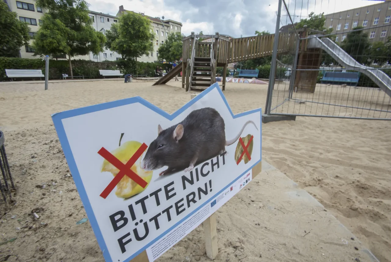 Kampagne gegen Ratten